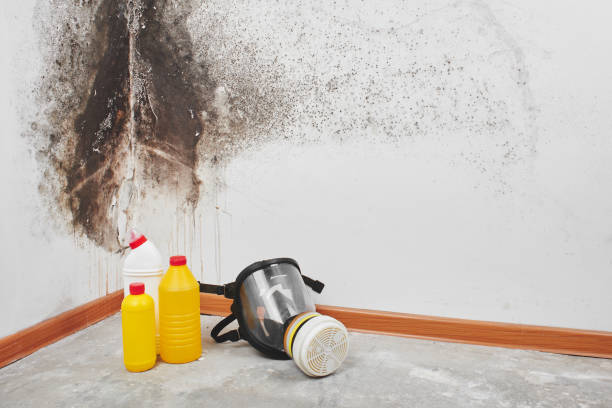 Certified Mold Removal in Ponder, TX