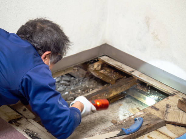 Best Attic Mold Removal  in Ponder, TX