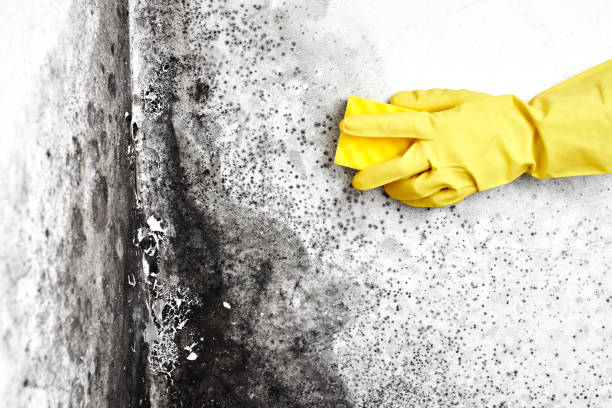 Best Residential Mold Removal  in Ponder, TX