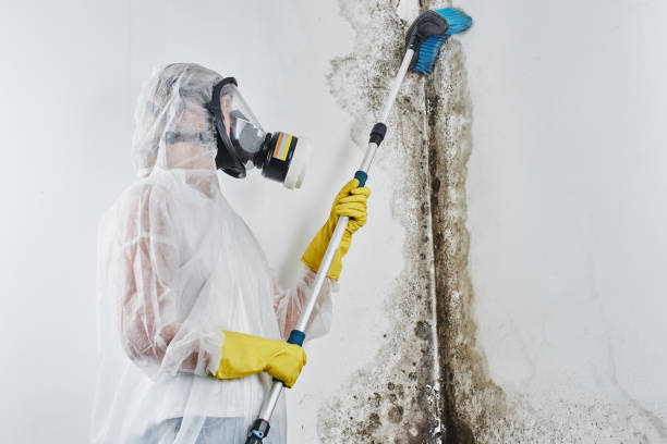 Mold Removal and Inspection in Ponder, TX