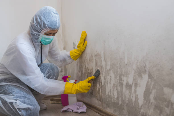 Best Certified Mold Removal  in Ponder, TX