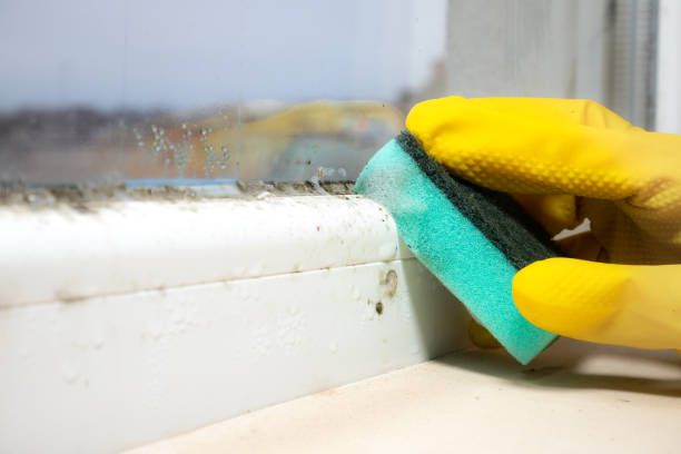 Best Home Mold Removal  in Ponder, TX