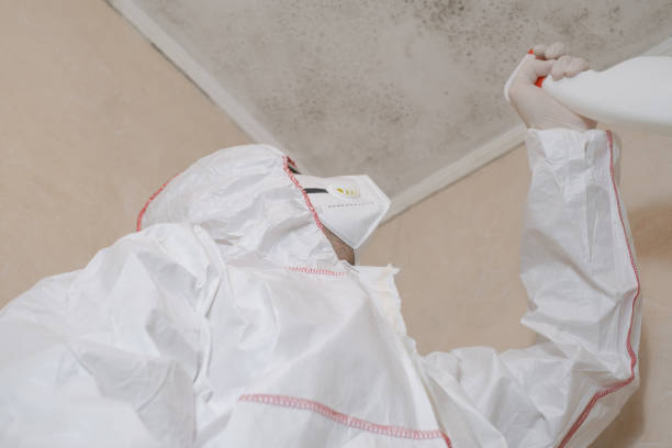 Best Mold Removal Company Near Me  in Ponder, TX