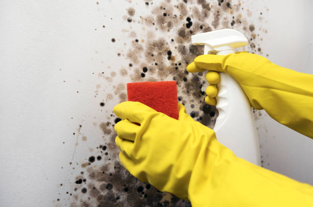 Best Emergency Mold Removal  in Ponder, TX