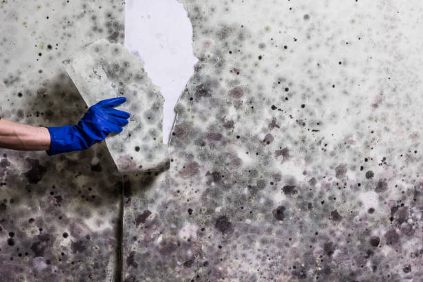 Best Home Mold Removal  in Ponder, TX