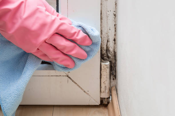 Best Commercial Mold Removal  in Ponder, TX